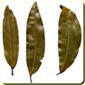 Bay Leaf