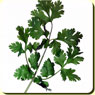 Cilantro