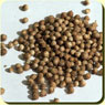 Coriander