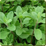 marjoram