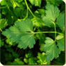 parsley